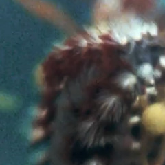 Polyfields