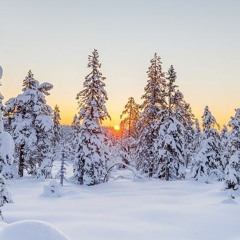Weißer Winterwald (Winter Wonderland)
