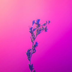 Flor (Free Pluggnb Type Beat)