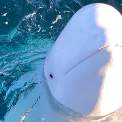 The Spy of the Sea - Help Hvaldamir the Beluga whale