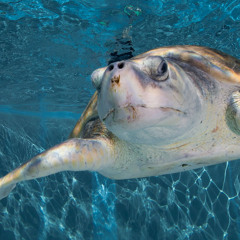 zaza beat | made on the Rapchat app (prod. by Metro daniels)