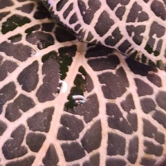 Pattern 14.4.2