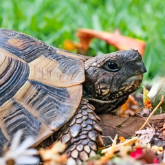 September 2023: Tortoise