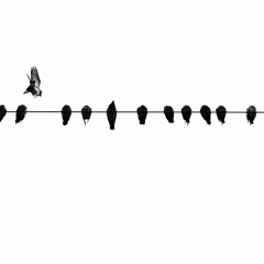 Belize Birds On Wire