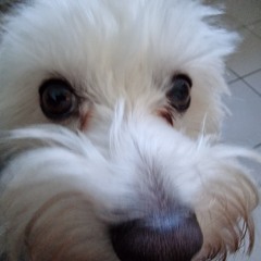 Hubi - Schleppscheiße