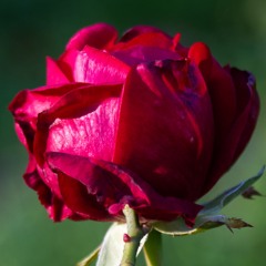 Return To Grace
