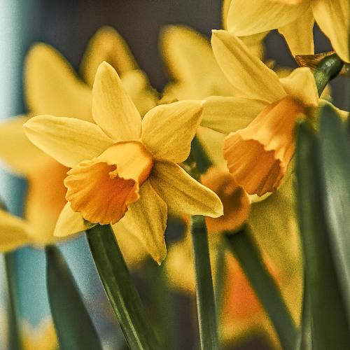 Bowing to a Daffodil Needs NVC Attunement