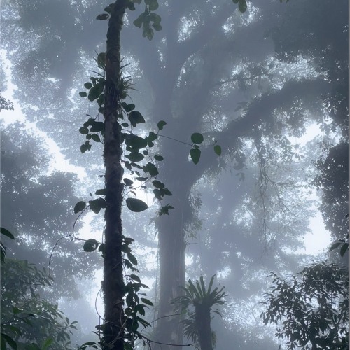 Cloud Forest Rain with Birds Insects and a Little Wind