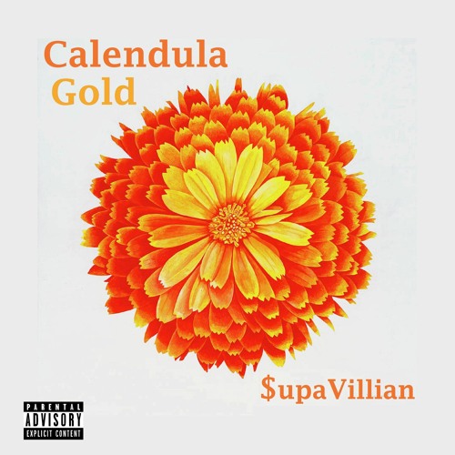 Calendula Gold
