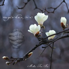 Magnolia's Son ( Open Air Acoustic Version )