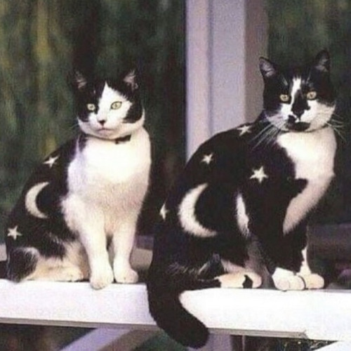 RXKnephew- Shawty RXK Too