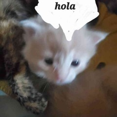 Chilla Favs