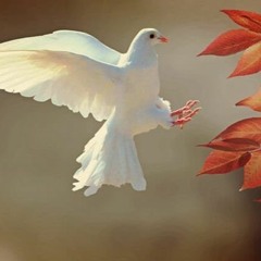 Spirit of the Dove