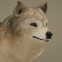 とある謎の民族のような何か