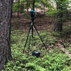 Nearly 10 Minutes Evening Birds In The Woods - Binaural