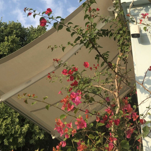 صباح الخير نباتاتي