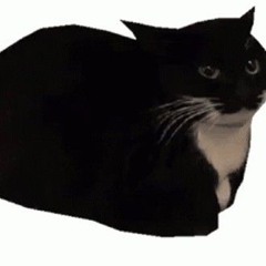 oiia spinning cat meme