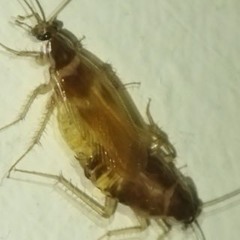 cucarachas en mi cama