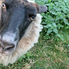 mama sheep