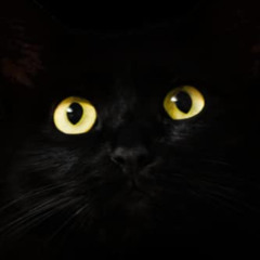 [Access] EBOOK 📰 INTERNET PASSWORD BOOK: Black Cat Password Keeper Book. Small & Alp
