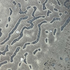 Ŧє¢нη◎ Ŧя¡вαλ◎