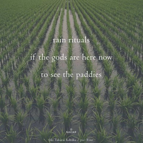 haiku #599: rain rituals - / if the gods are here now / to see the paddies