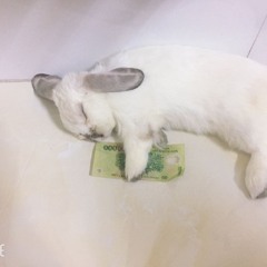 Bunny