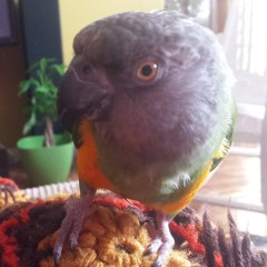 Curtis Mayfield - Right On For The Darkness - Rizzo cover