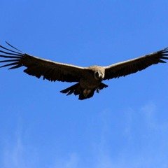 „Freedom – by Katharina Schuldner (gepfiffene Version)“