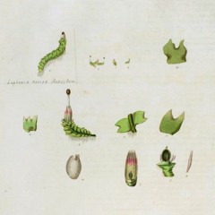 HK_Fantaisies_tracks_342