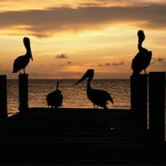 Silouhettes of Pelicans