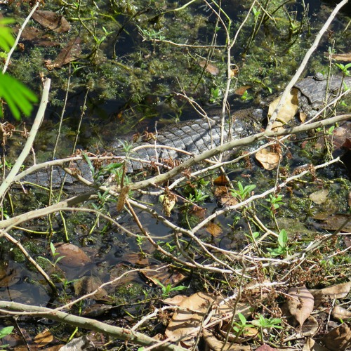 The Crocodile Pond