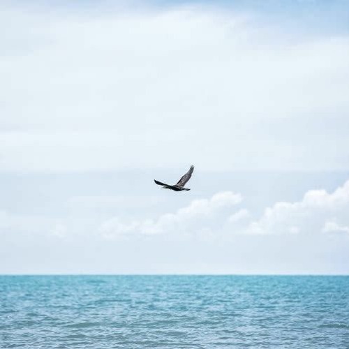 Phi Điểu Và Ve Sầu - Nhậm Nhiên