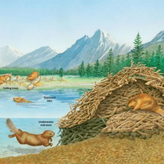 Beaver Dam (v2)