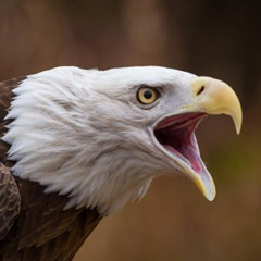 B.I.R.D. VIP (AUDIO COMBAT 💥 CH. 7/16/25 💥)