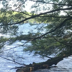 By the Pines (Kris Paula & Carlin Feck)