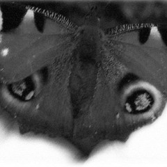 El último invierno de una mariposa