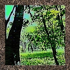 dead grass/leaves.
