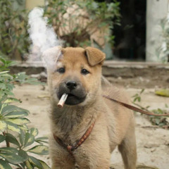 104mormo - shi on the internet prod. tatooo