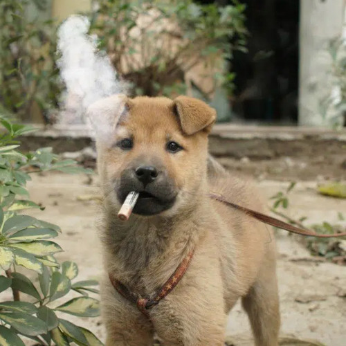 104mormo - shi on the internet prod. tatooo