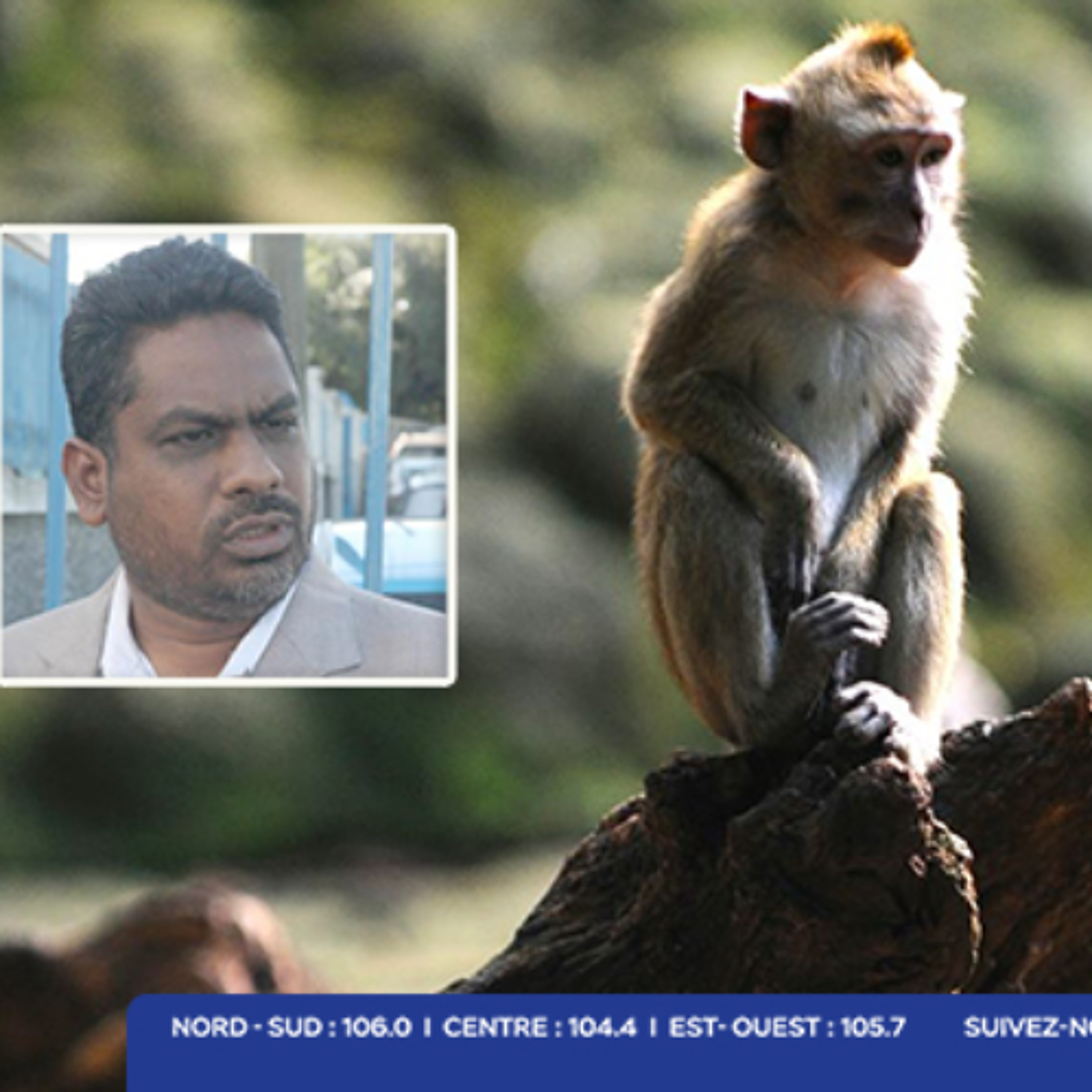 Shafeek Jhummun  - Saisie de macaques à Jin Fei en 2023