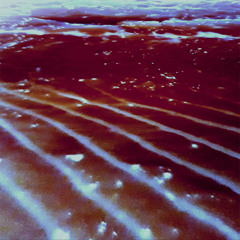 41819 [Five Banded Wrasse]