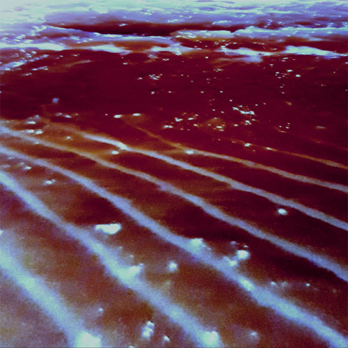 41819 [Five Banded Wrasse]