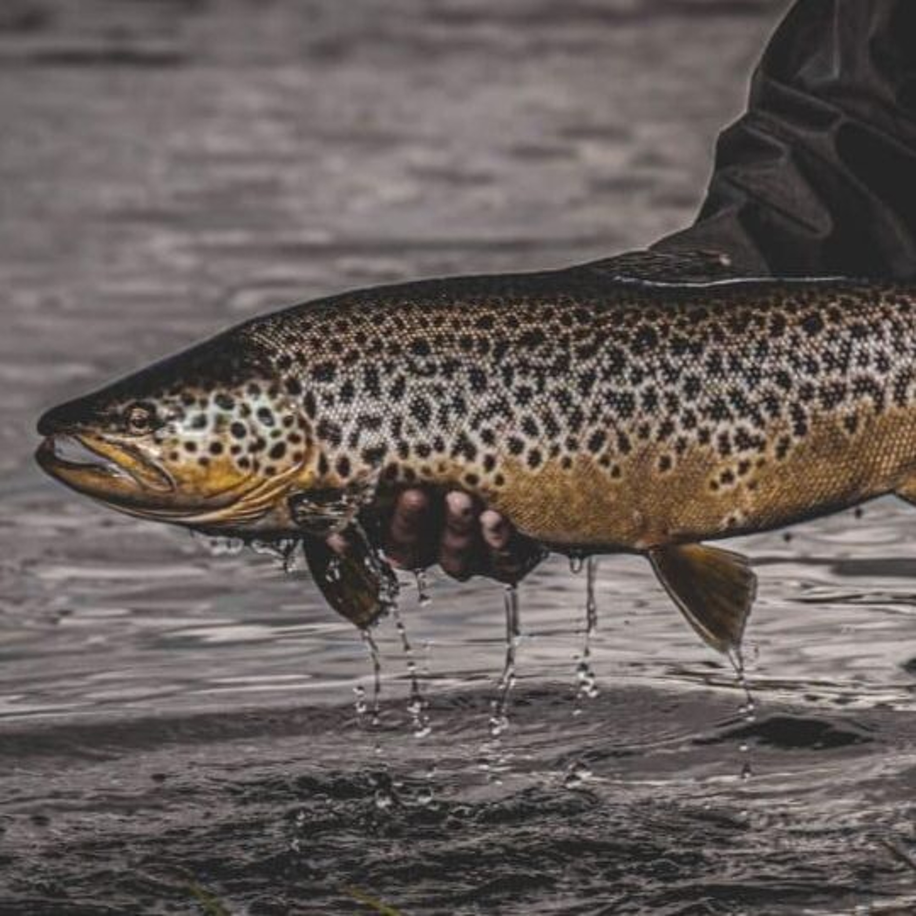 Peche en irlande