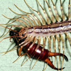 infested (@mixedbyethan)