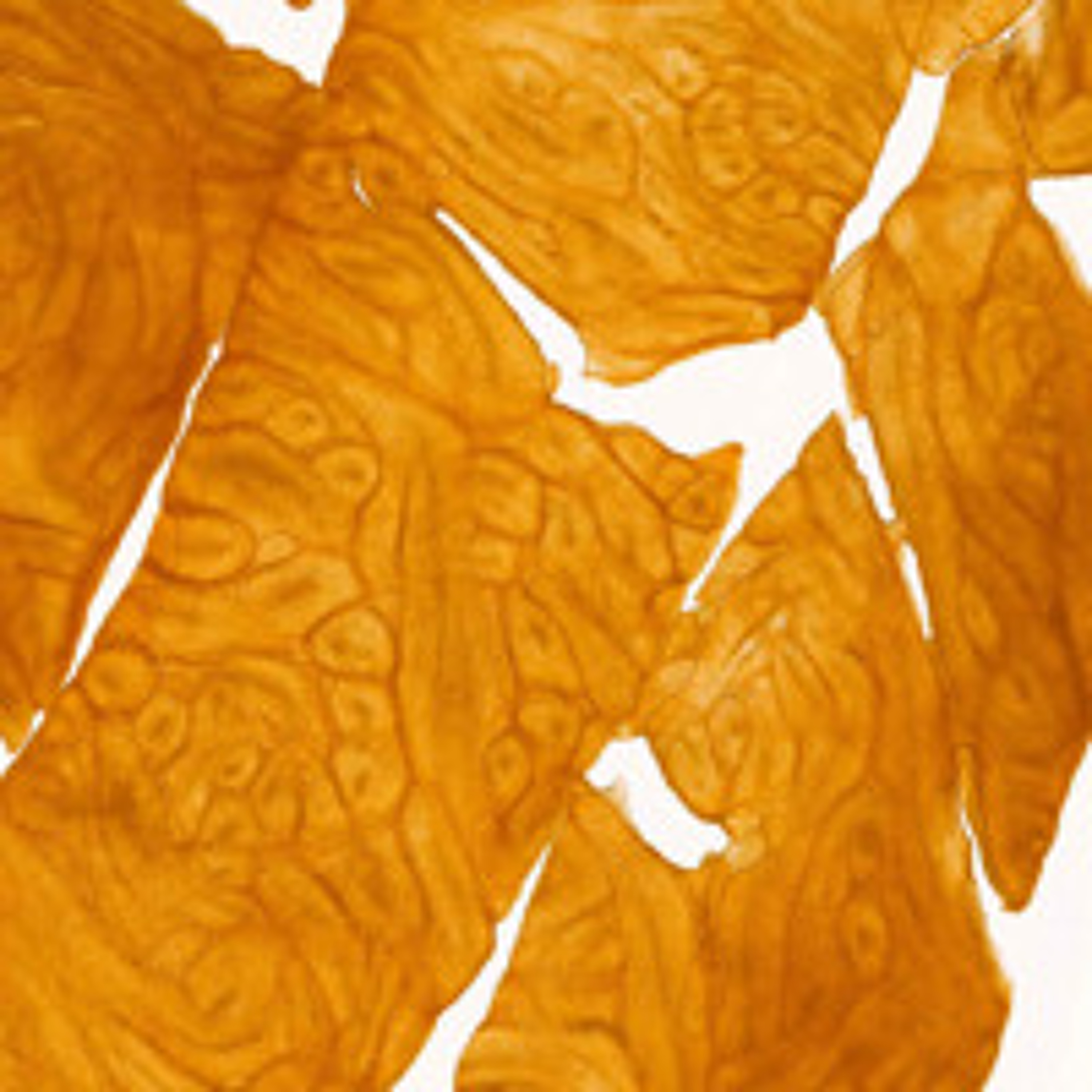 Salzfermentation - Bakterienzusammenkunkft (20.03.25) episode artwork