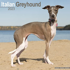 FREE PDF 💕 Italian Greyhound Calendar - Dog Breed Calendars - 2022 - 2023 wall calen