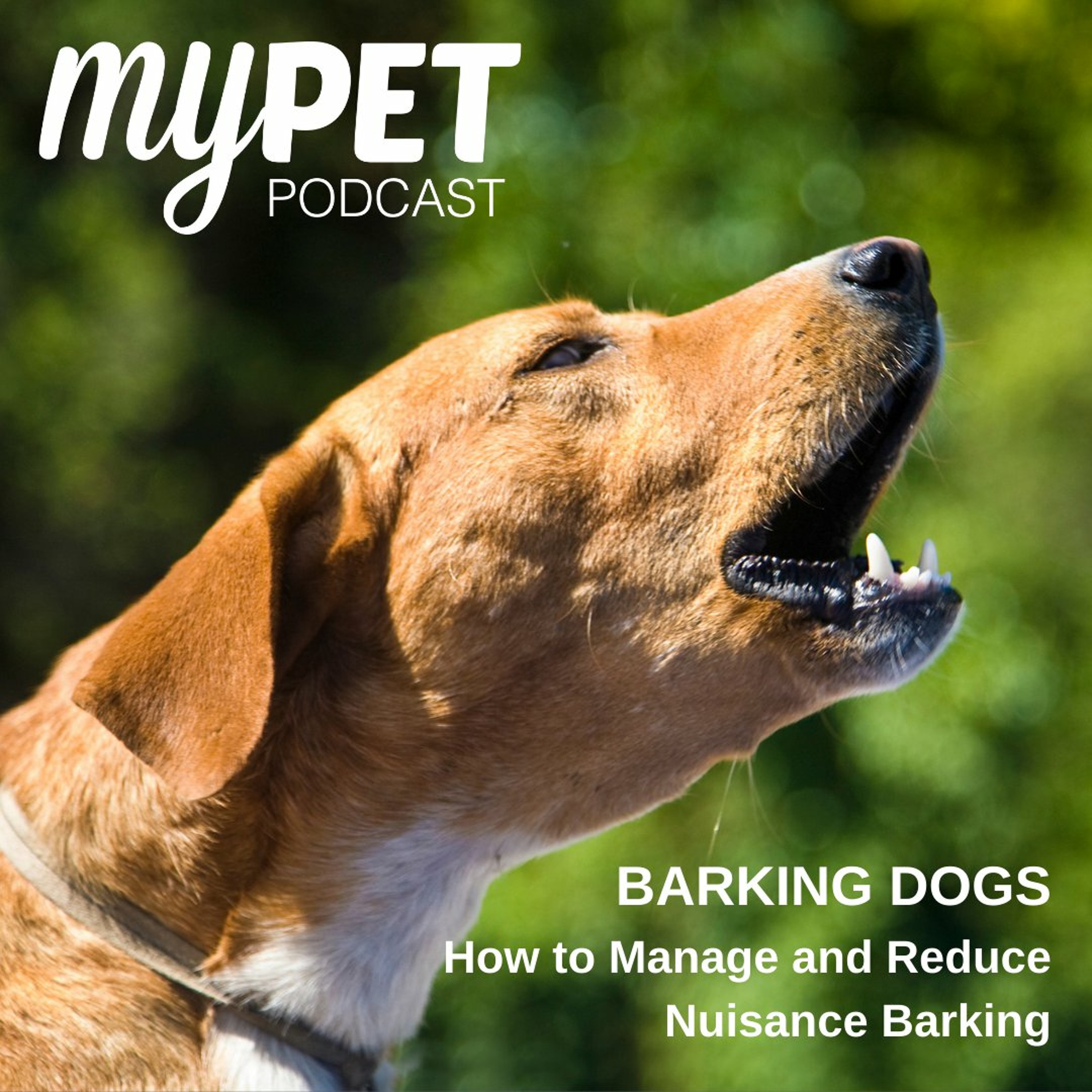 Barking Dogs; How to manage and reduce nuisance barking episode artwork
