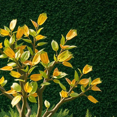 Of The Money Tree (2025 Mix)