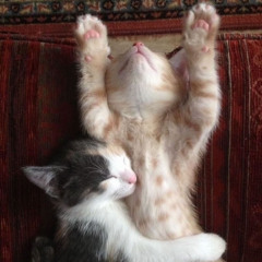 Triste pensare che nn saremo niente